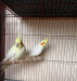 Lutino Cockatiel sell hobe